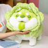 Cabbage Shiba Inu Dog