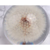 Real Dried Dandelion Crystal Glass Resin Lens Ball