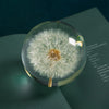 Real Dried Dandelion Crystal Glass Resin Lens Ball