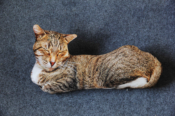 Realistic Cat Cushion