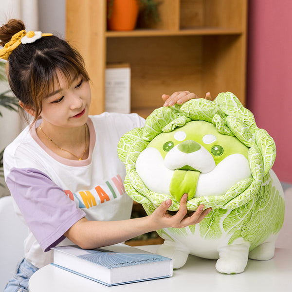 Cabbage Shiba Inu Dog